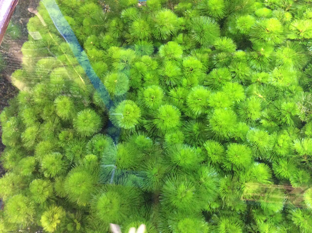 カボンバの森 ワンラブ観賞魚部門の入荷情報ブログ カボンバの森 ワンラブ観賞魚部門の入荷情報ブログ