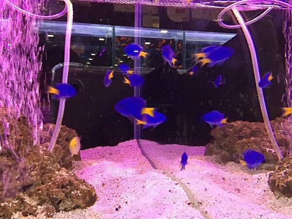 海水魚のご紹介 ワンラブ観賞魚部門の入荷情報ブログ 海水魚のご紹介 ワンラブ観賞魚部門の入荷情報ブログ