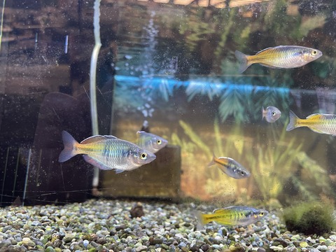 キラキラ綺麗な魚さん😁