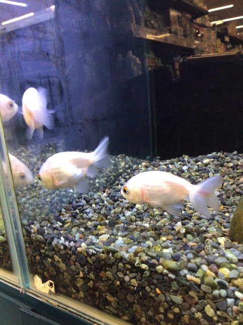 ランチュウ