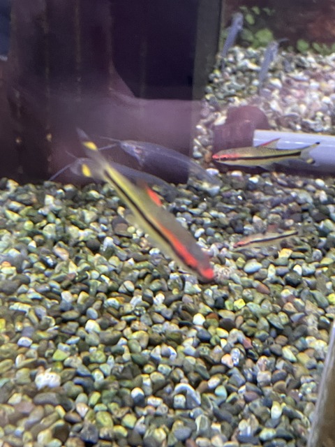 レッドライントーピードバルブ