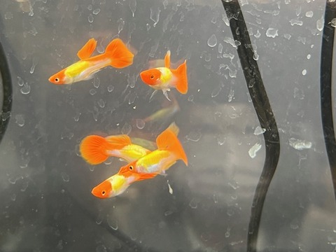 丹頂グッピー　オス🐟