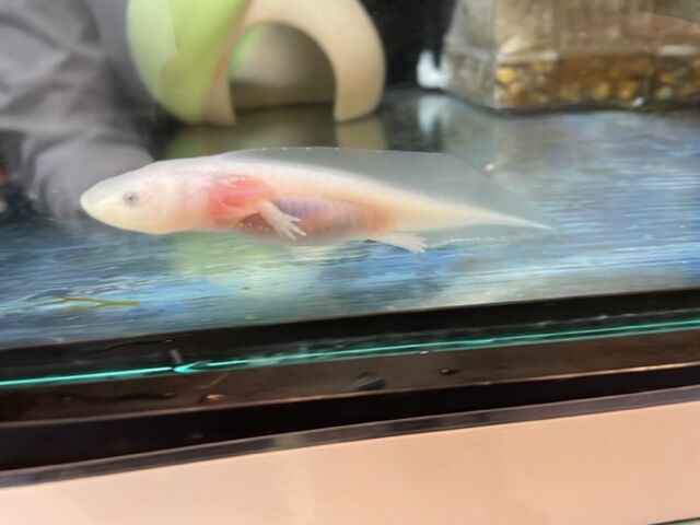 ウーパールーパーさん ワンラブ観賞魚部門の入荷情報ブログ
