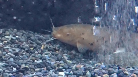 今週のアクアコーナー