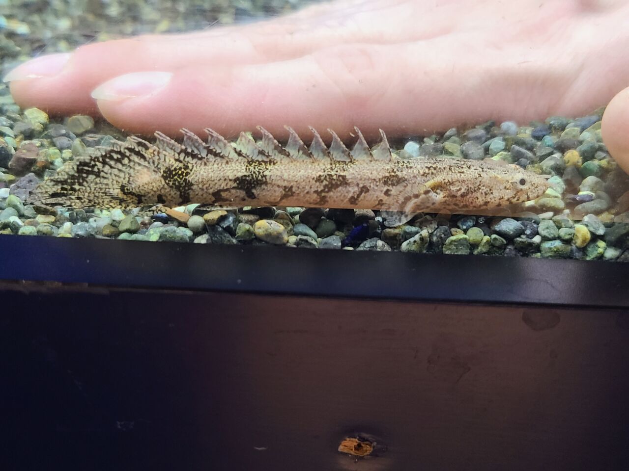 古代魚 ポリプテルスエンドリケリー ワンラブ観賞魚部門の入荷情報ブログ