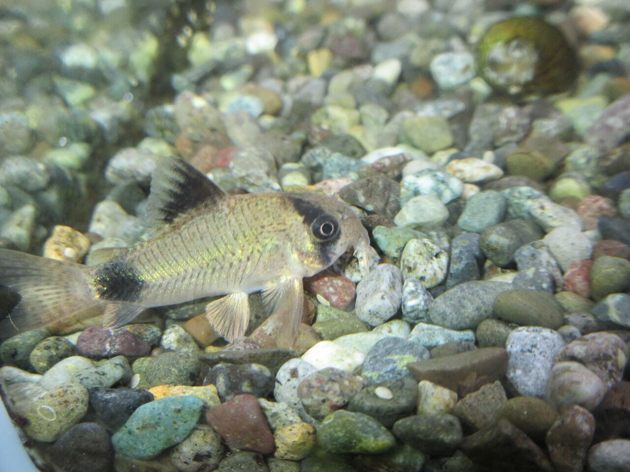 コリドラス ワンラブ観賞魚部門の入荷情報ブログ コリドラス ワンラブ観賞魚部門の入荷情報ブログ