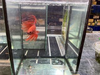 クラウンテールベタ