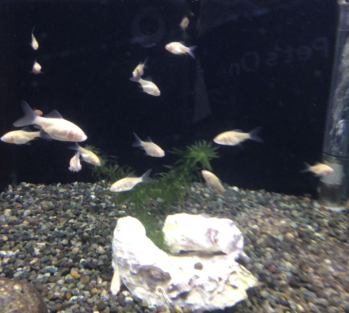 コメット ワンラブ観賞魚部門の入荷情報ブログ コメット ワンラブ観賞魚部門の入荷情報ブログ