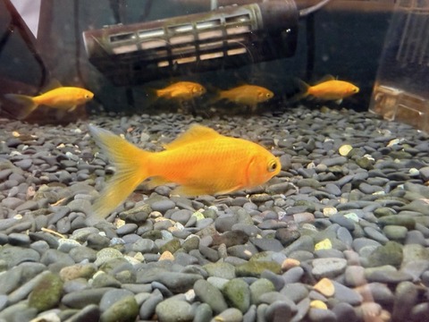 レモンコメット【長尾】🐟