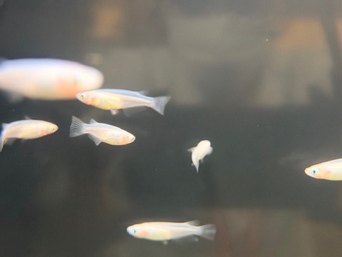 白メダカ🐟