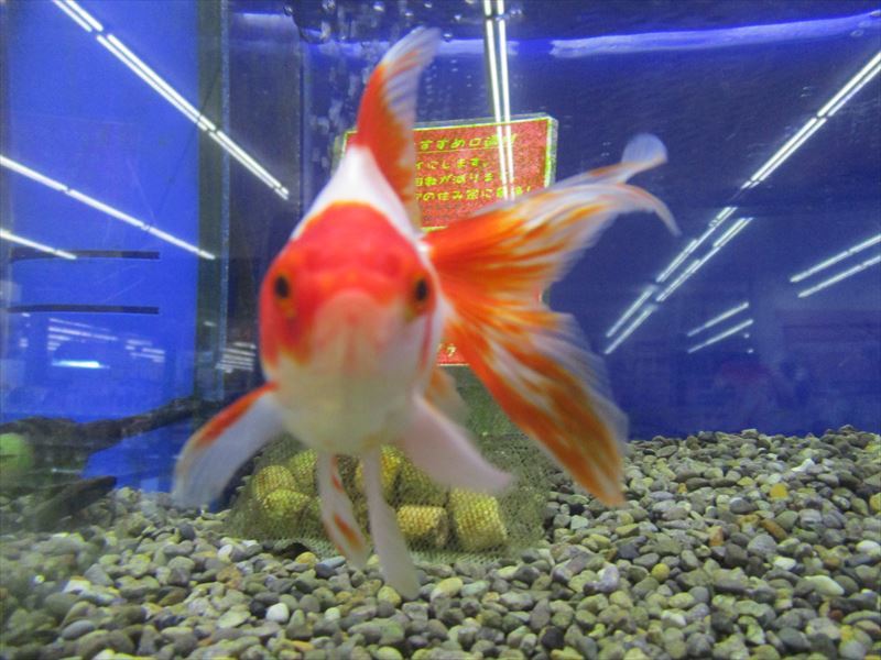 美しい 高級金魚特集 ワンラブ観賞魚部門の入荷情報ブログ