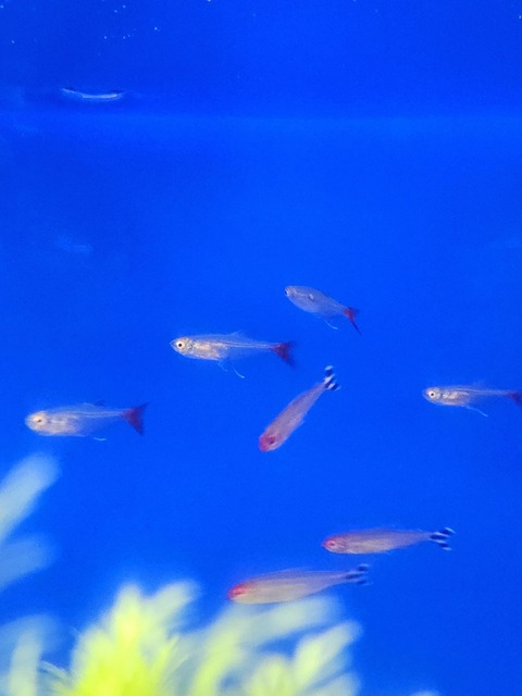 グラスブラッドフィン