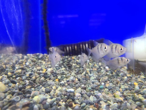 ブラックテトラ