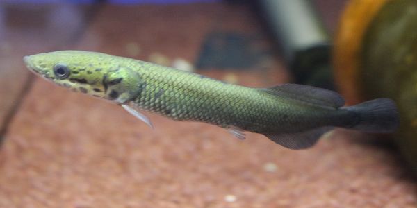 在籍 新着生体紹介 ワンラブ観賞魚部門の入荷情報ブログ