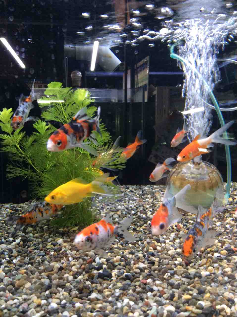 コメット ワンラブ観賞魚部門の入荷情報ブログ コメット ワンラブ観賞魚部門の入荷情報ブログ