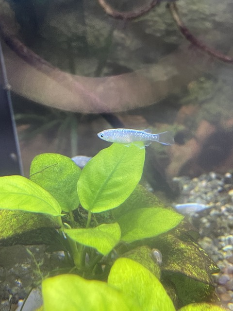 天女の舞メダカ✨