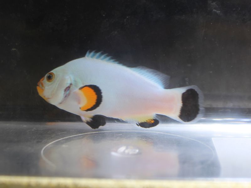 新着 在籍生体紹介 ワンラブ観賞魚部門の入荷情報ブログ