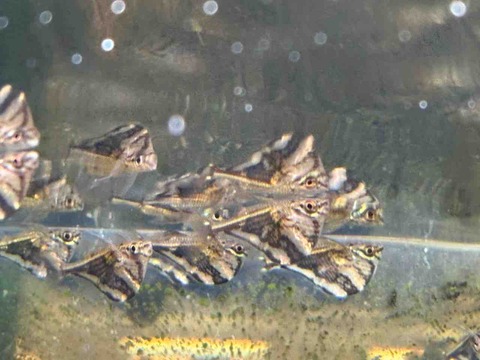 マーブルハチェット