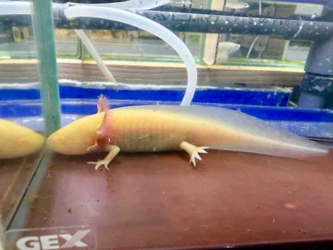 ウーパールーパー∈( ・_____・)∋