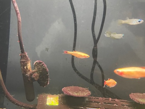 ゴールデンアカヒレ