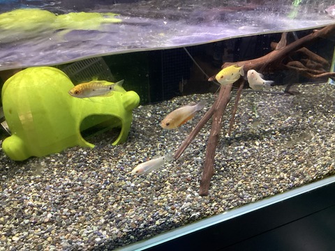 グラミーたち