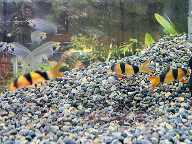 入荷しました ワンラブ観賞魚部門の入荷情報ブログ