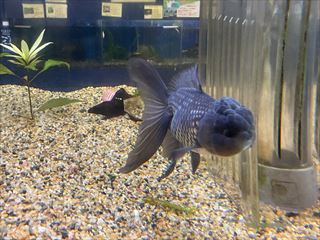 青文鳥