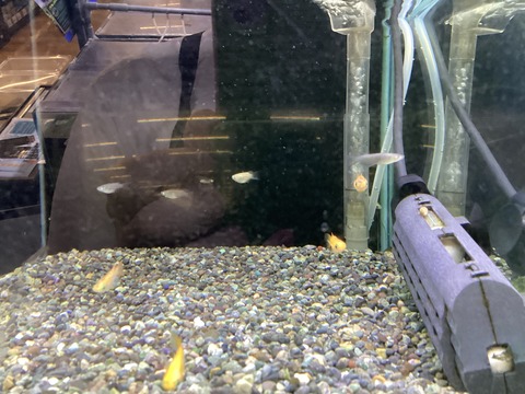 ショートボディーメダカ