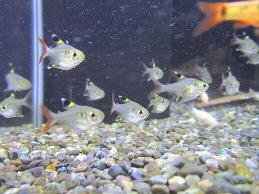 魚の紹介 ワンラブ観賞魚部門の入荷情報ブログ