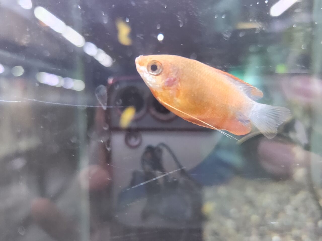 ハニーグラミー ワンラブ観賞魚部門の入荷情報ブログ