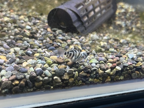 ゼブラパロット