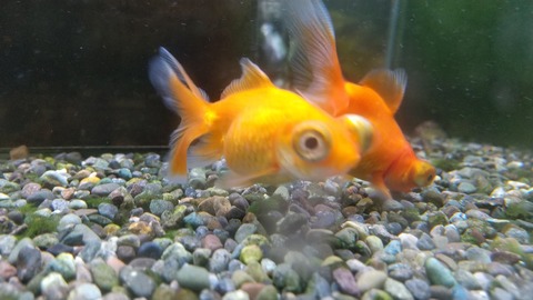 ゆらり、しゃなり、赤出目金