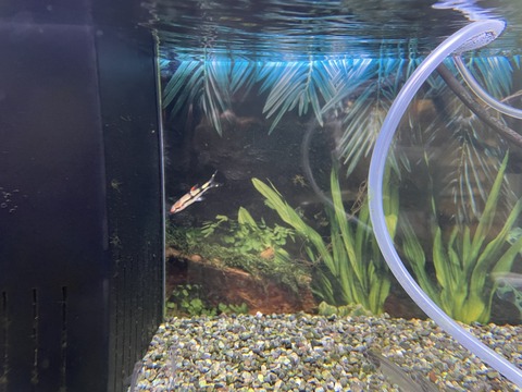 綺麗な柄のお魚🐟