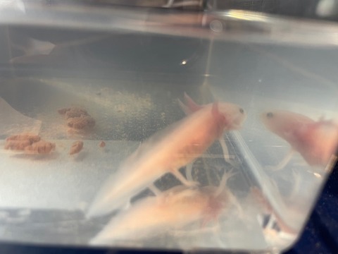 白ウーパールーパー　黒目