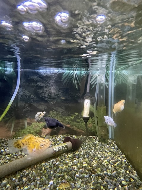 プクプクな魚さん😁