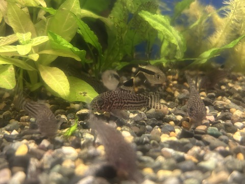 コリドラス・ジュリー