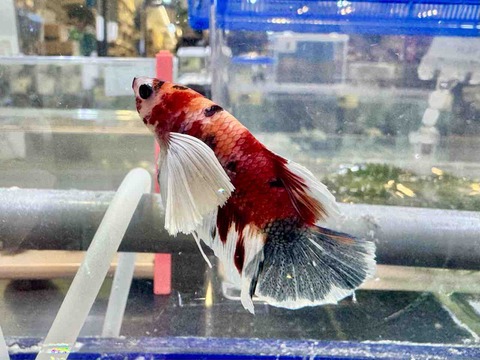 プラカットハーフムーンダンボ🐟