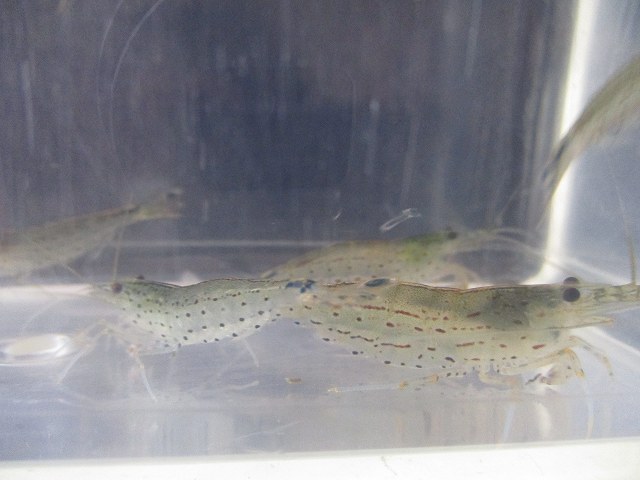 新入荷情報 ヤマトヌマエビのご紹介です ワンラブ観賞魚部門の入荷情報ブログ