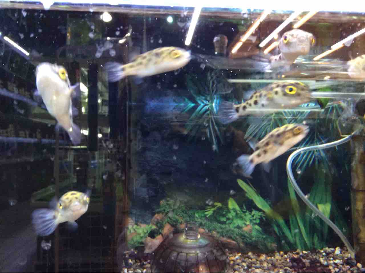 ミドリフグ ワンラブ観賞魚部門の入荷情報ブログ