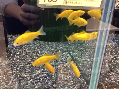 レモンコメット