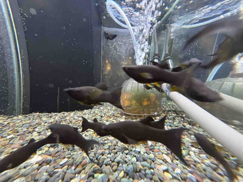 ブラックライヤーモーリー🐟