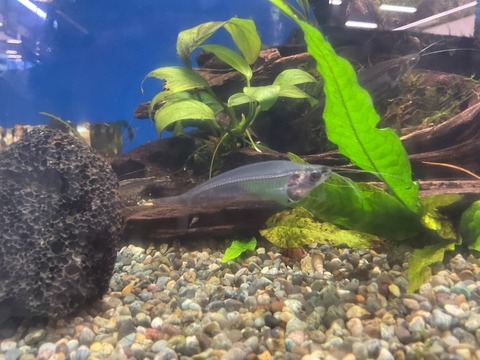 トランスルーセントグラスキャット