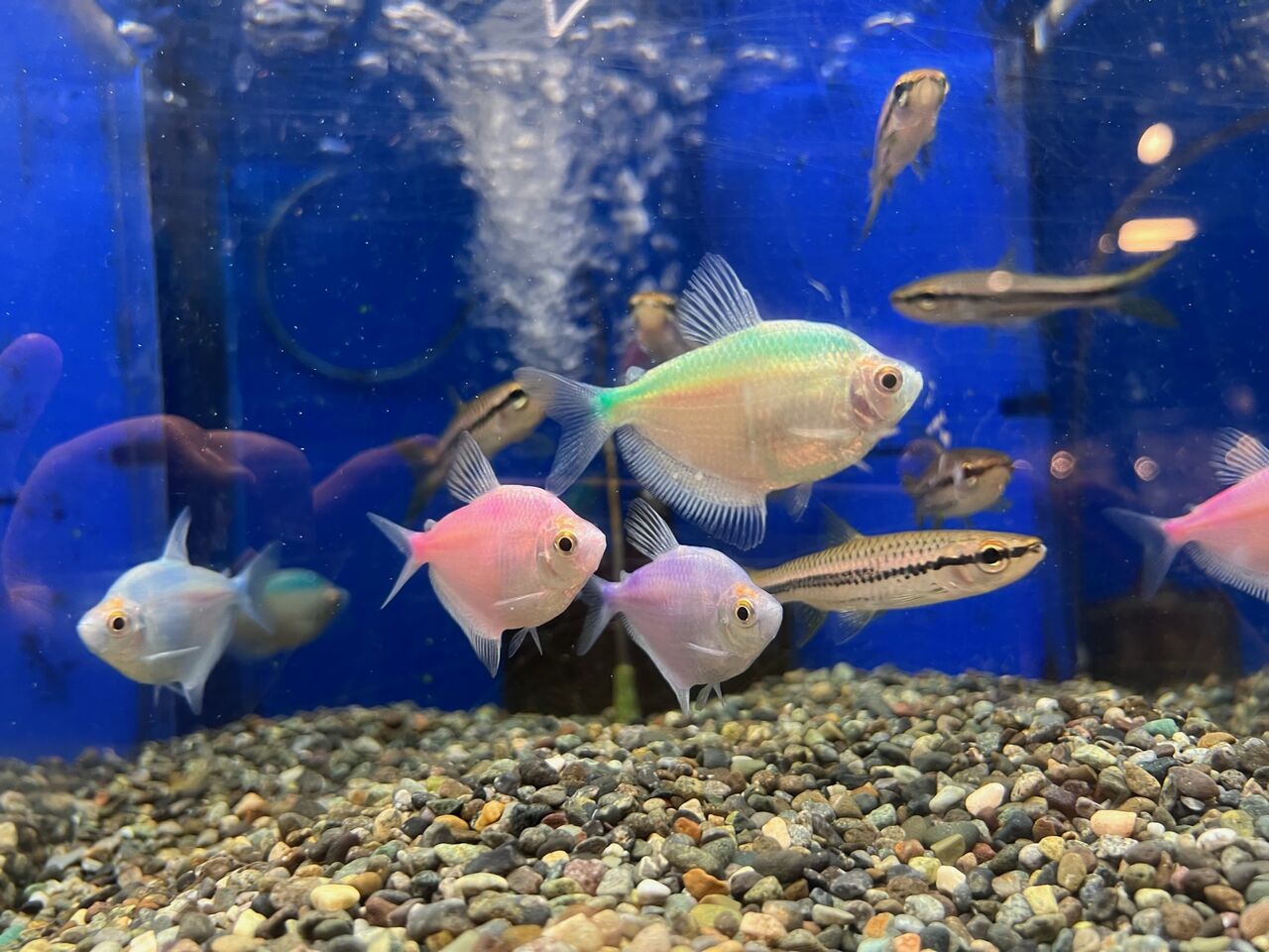 Mixカラーブラックテトラ ワンラブ観賞魚部門の入荷情報ブログ