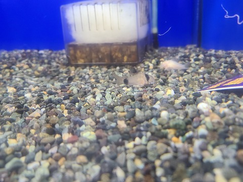 コリドラスの…