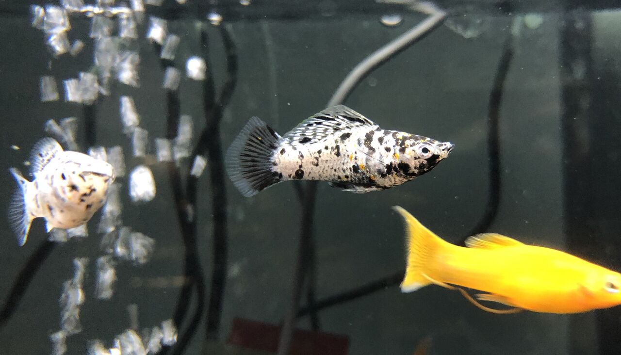 ダルメシアンモーリー ワンラブ観賞魚部門の入荷情報ブログ