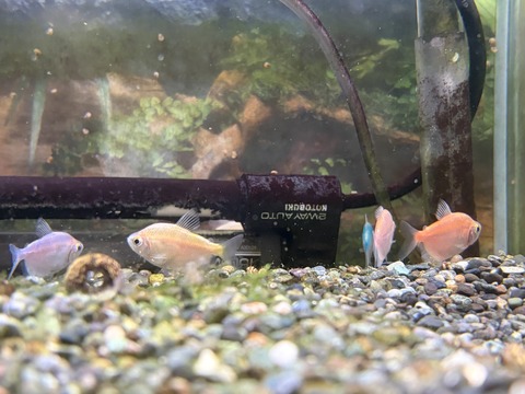 カラーブラックテトラ