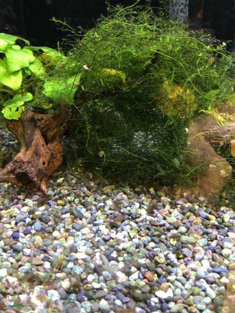 ミクロスパイダークラブ