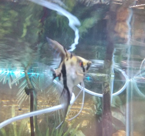 天使な熱帯魚🕊️