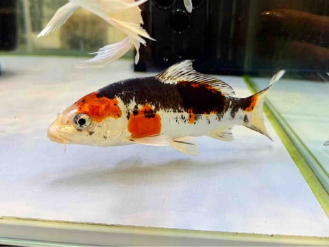 ドイツ大和錦🐟