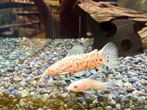 アルビノヨロイナマズ🐟
